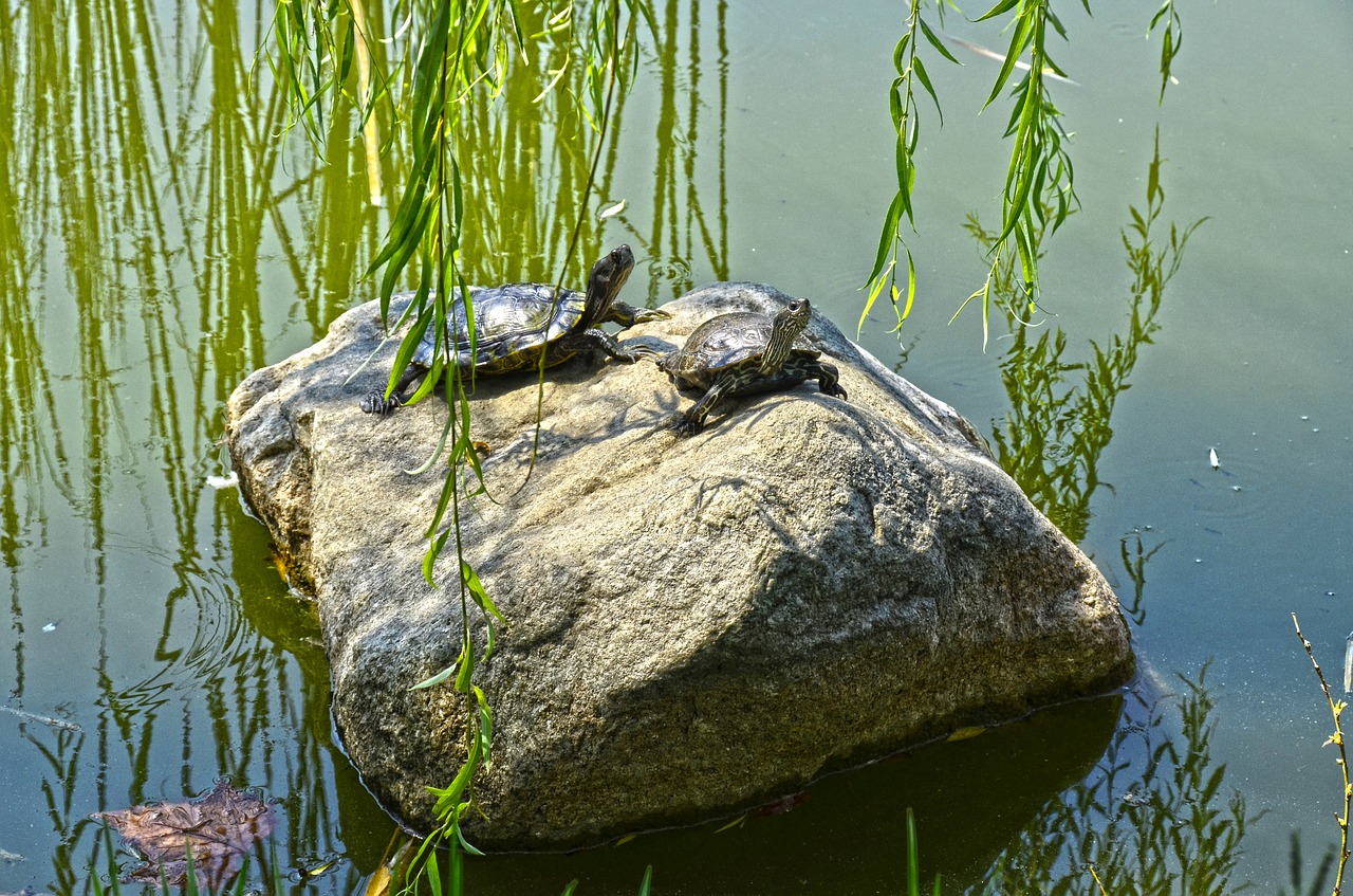 lake  turtles  nature free photo