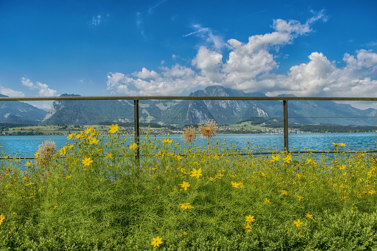 lake  flowers  thun free photo