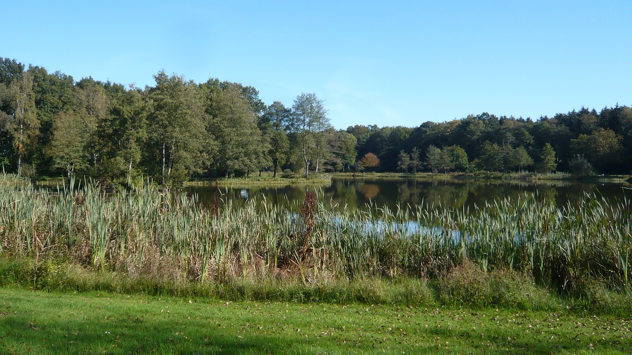 lake nature trees free photo