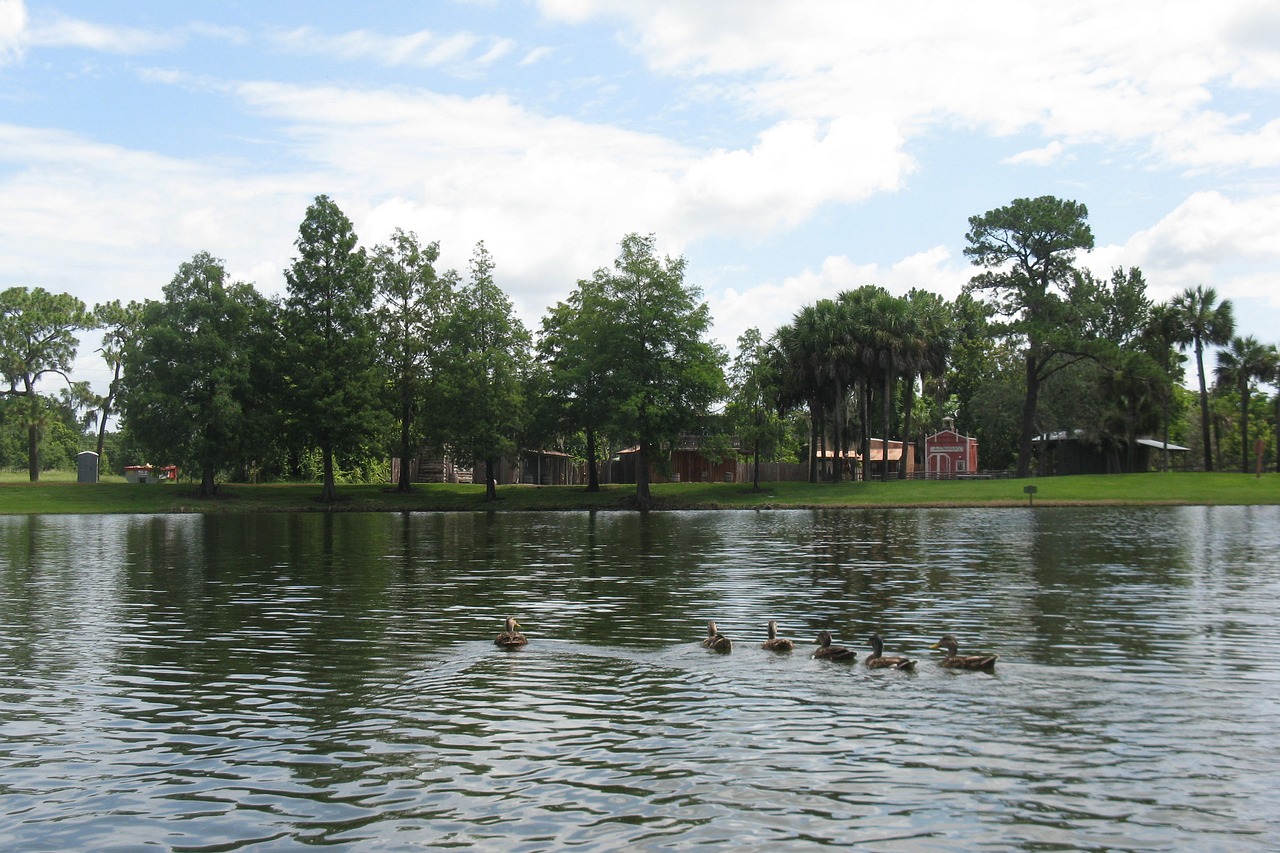 lake  ducks  nature free photo