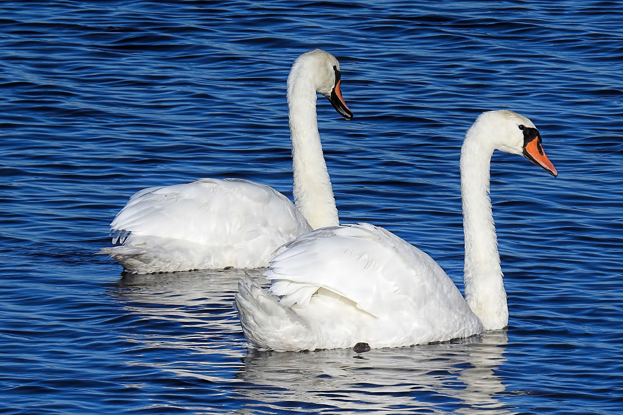 lake  swans  water free photo