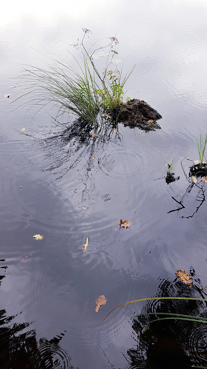 lake  rain  grass free photo