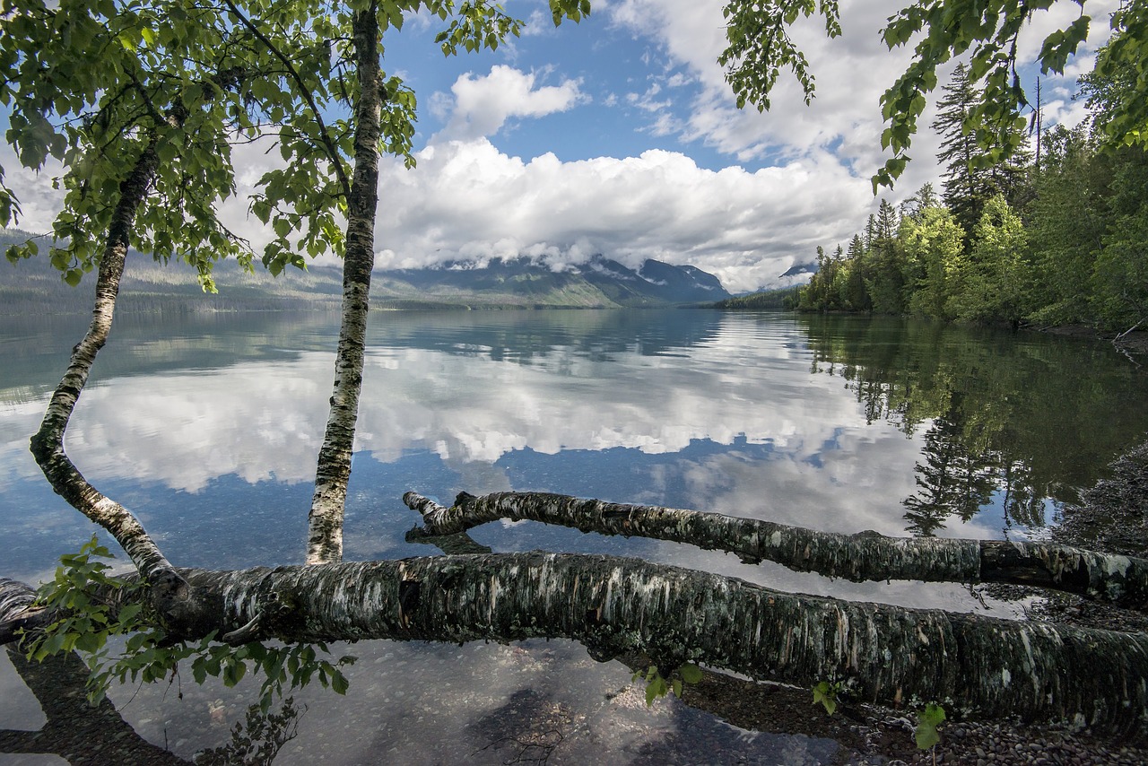 lake  mcdonald  trees free photo