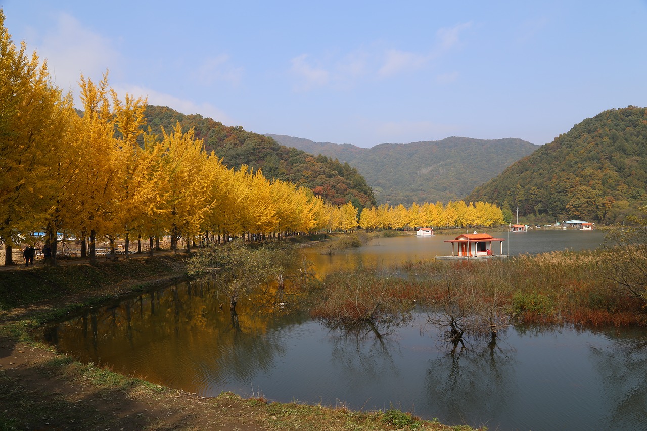 lake  ginkgo  autumn leaves free photo