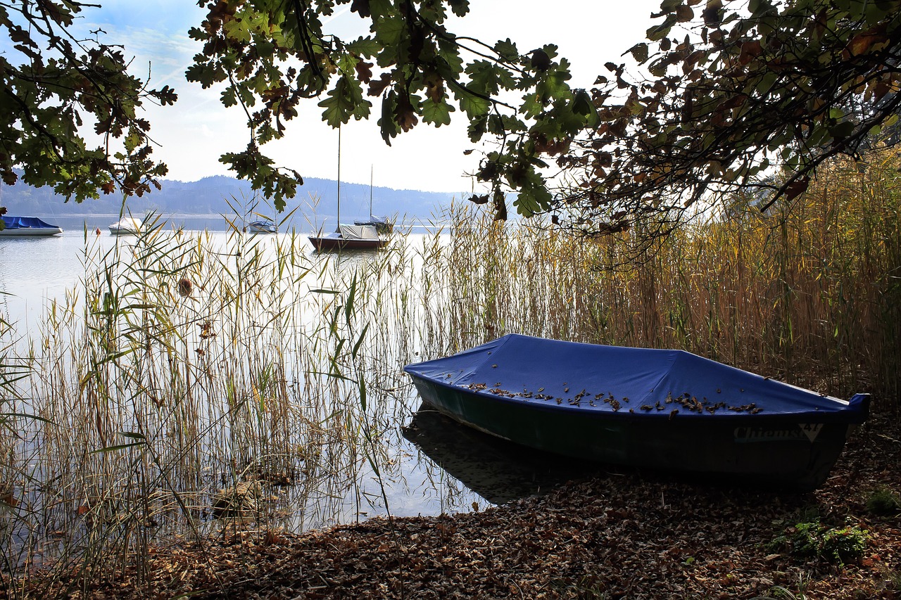 lake  reed  boats free photo