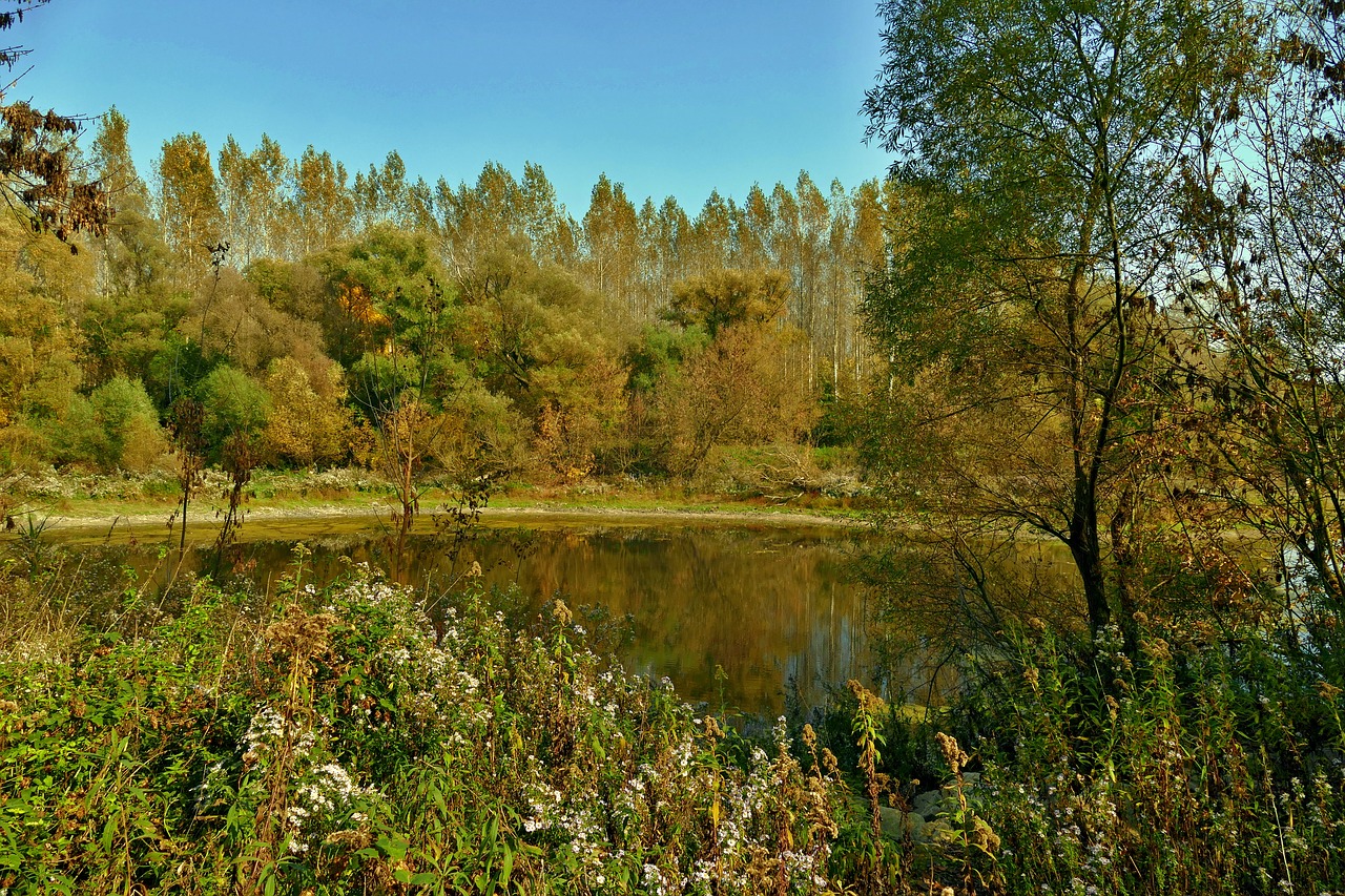 lake  swamp  istragonov free photo