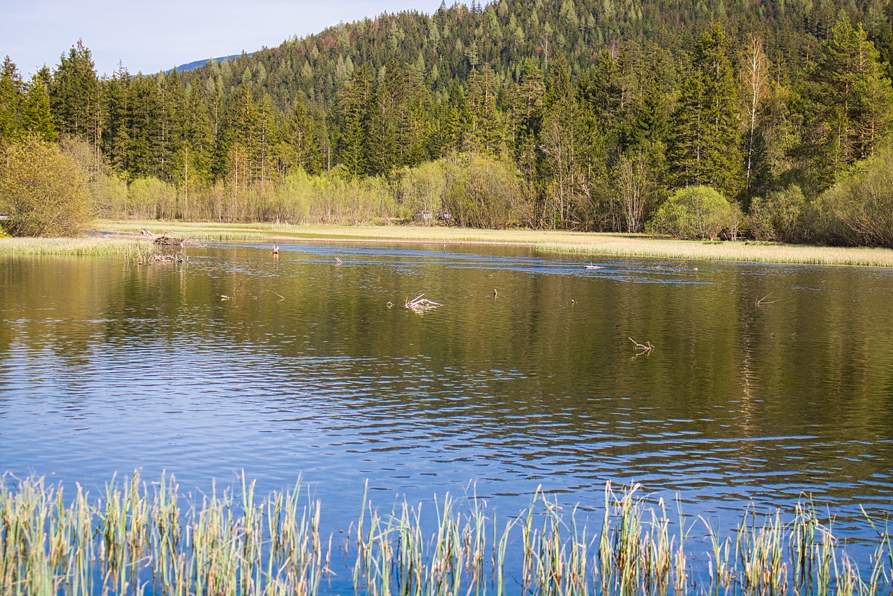 lake  trees  water free photo