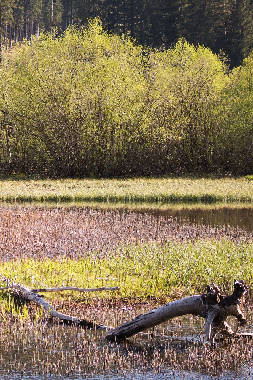 lake  log  nature free photo