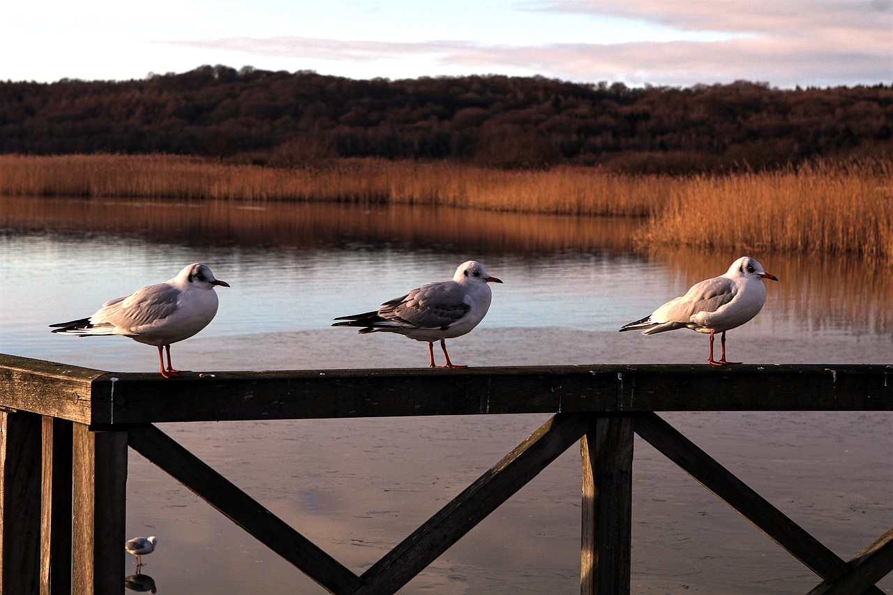 lake  sea  seagull free photo