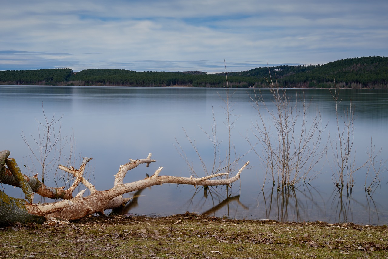 lake  tree  branch free photo