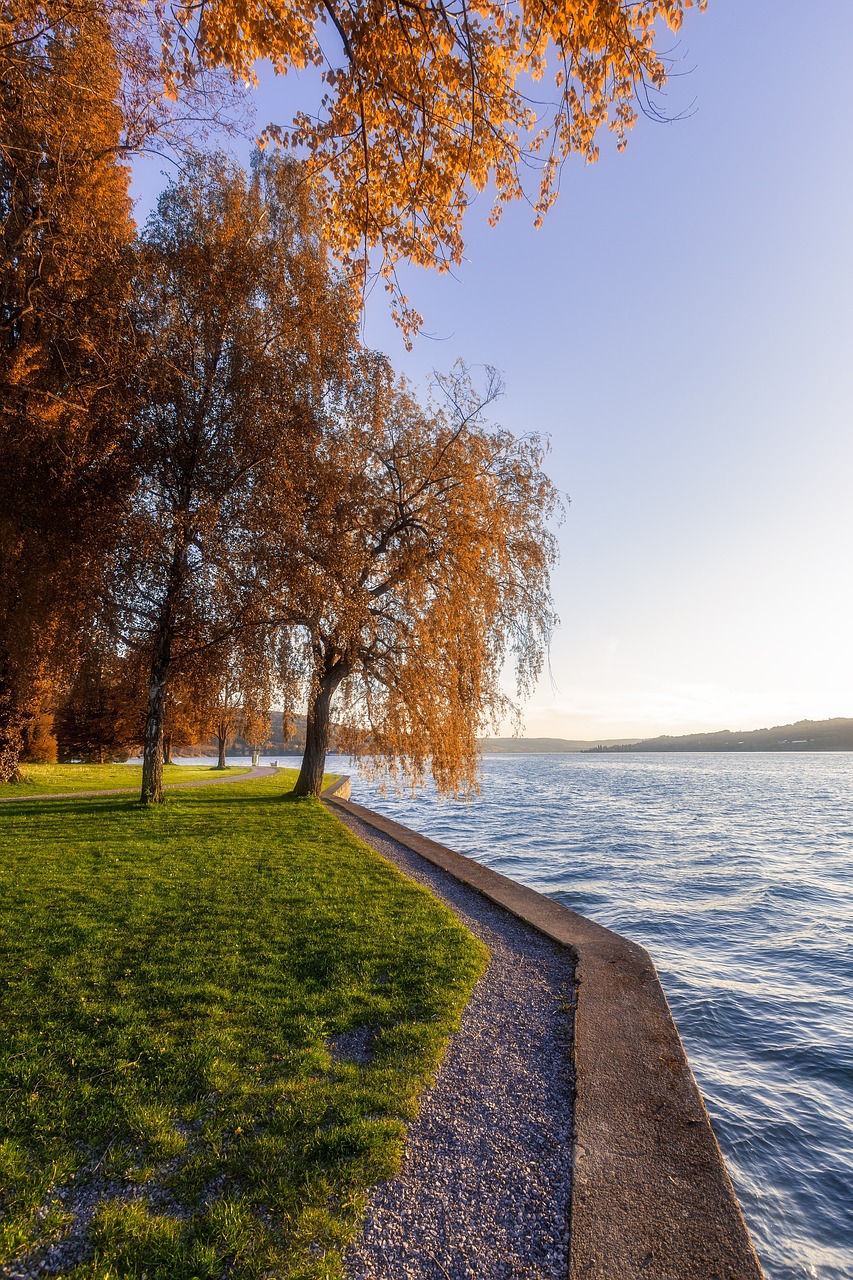 lake  bank  tree free photo