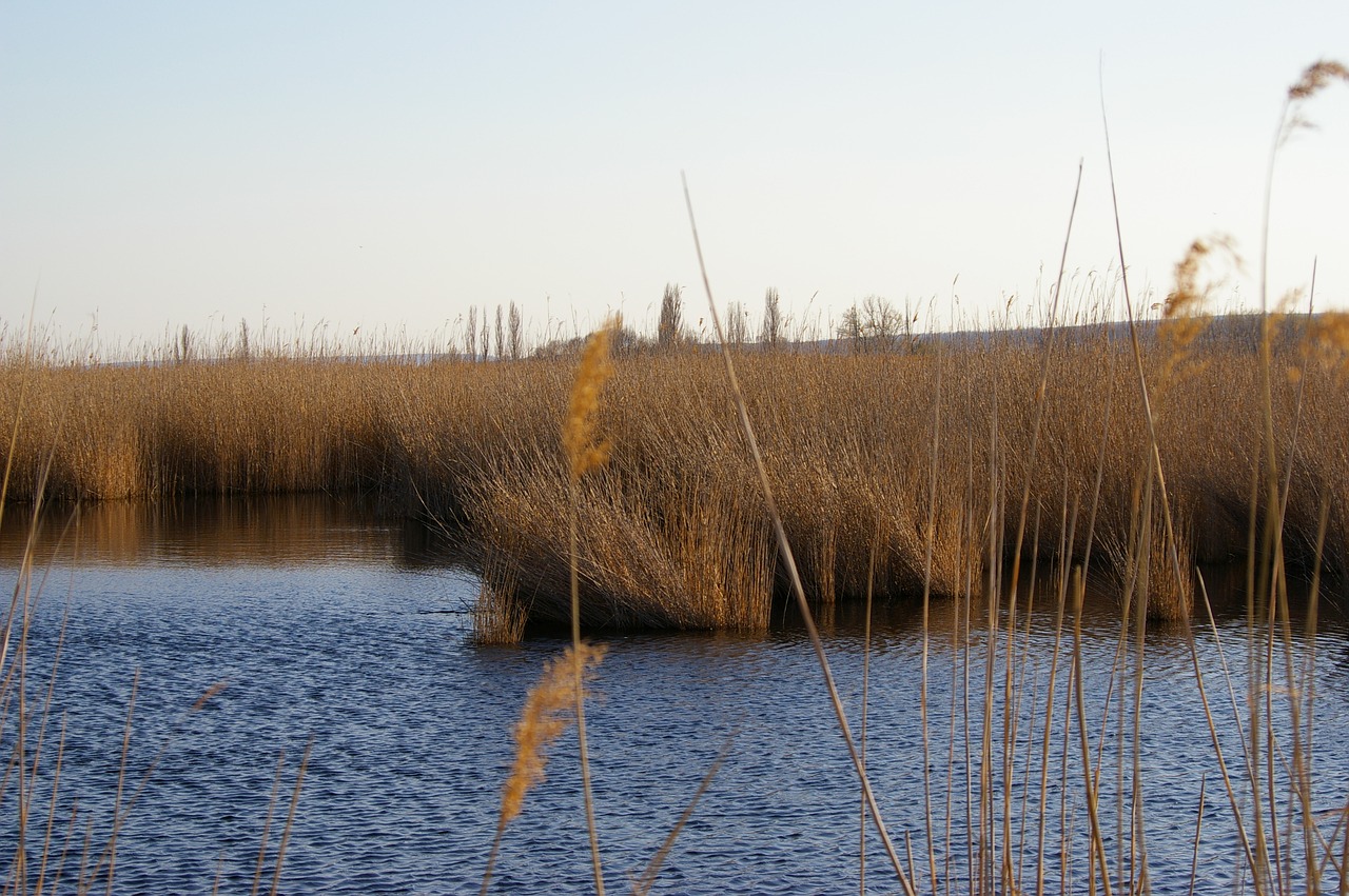 lake  reed  water free photo