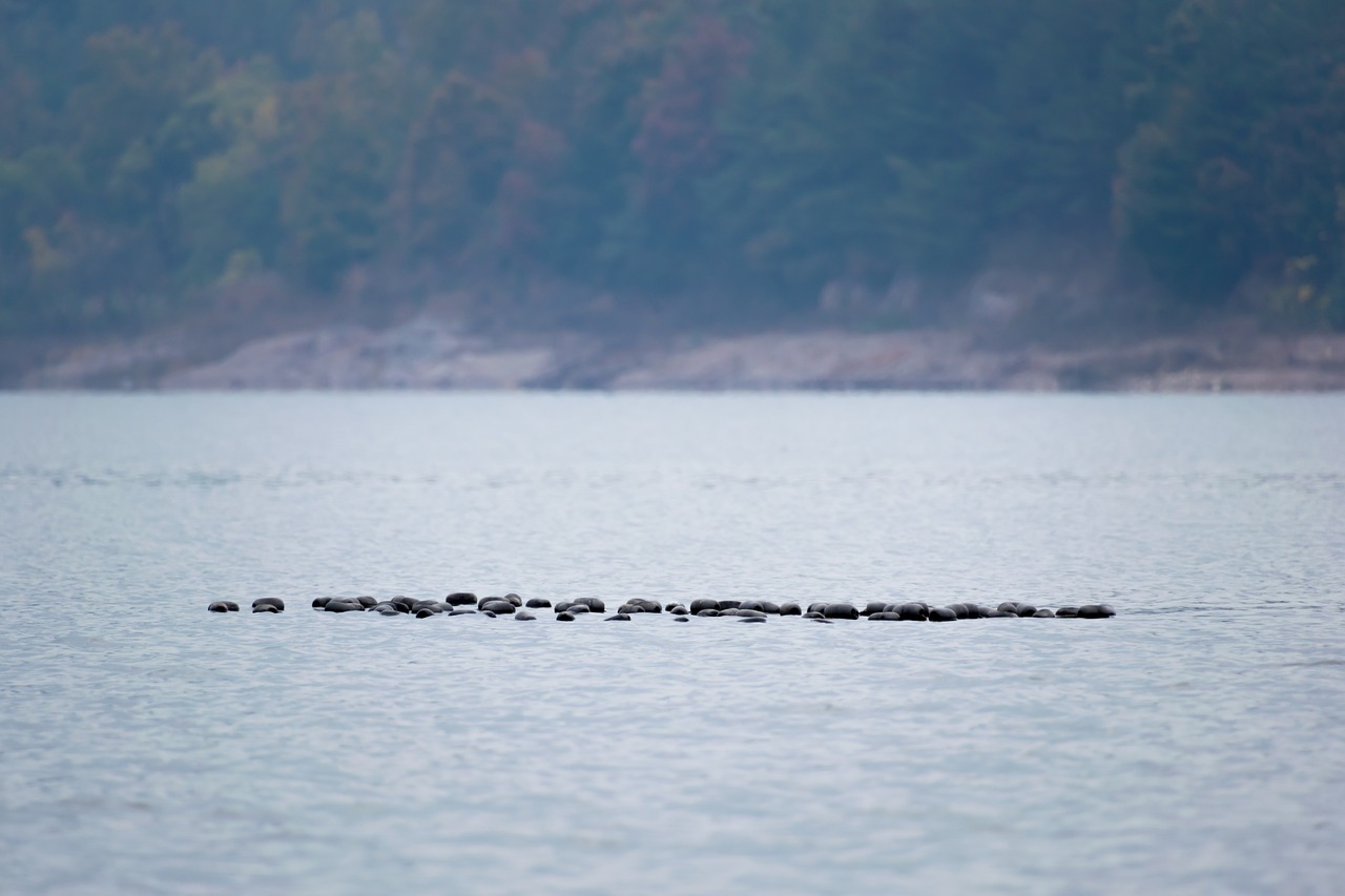 lake  floating bricks  nature free photo