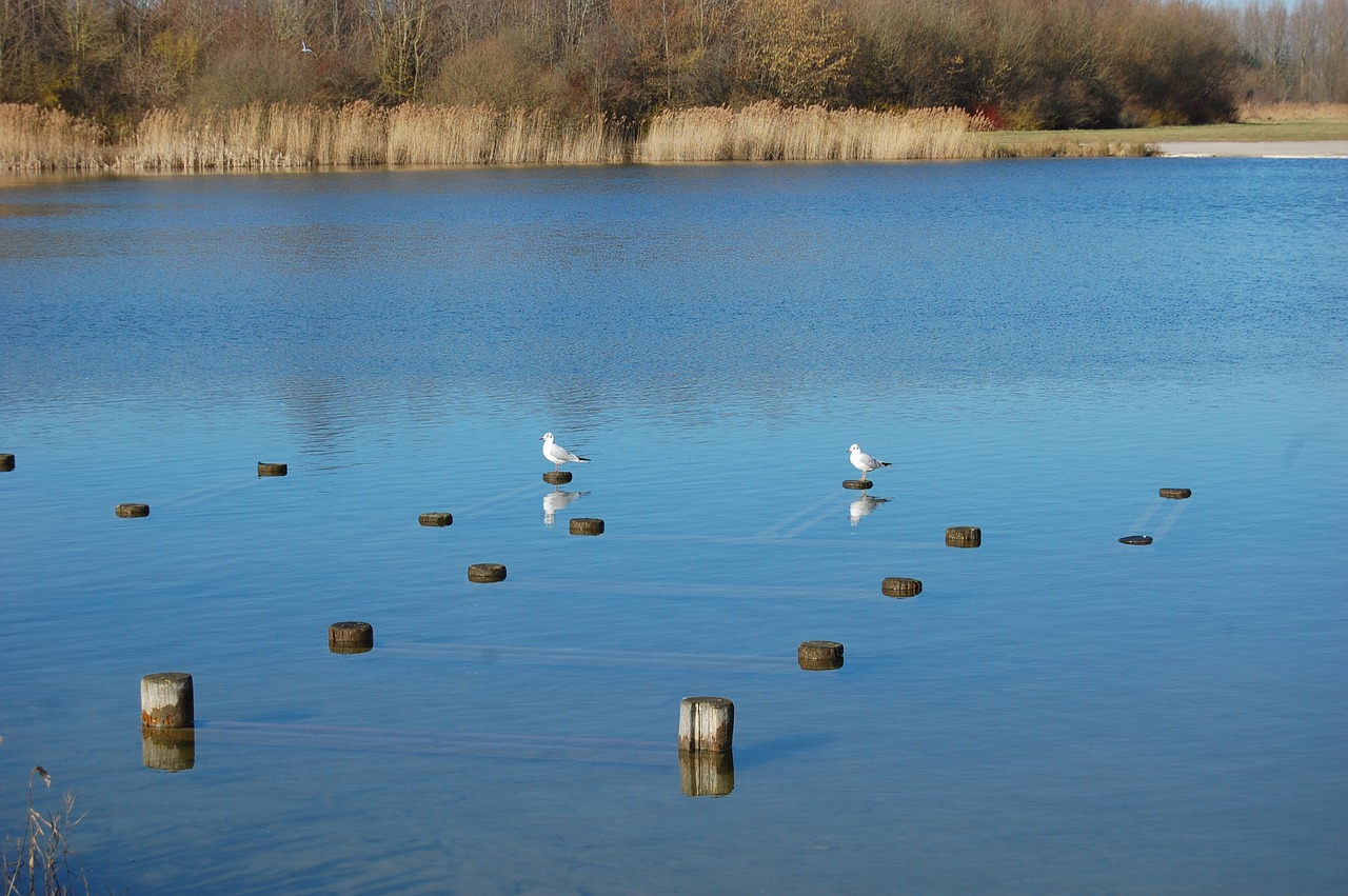 lake  bird  seagull free photo