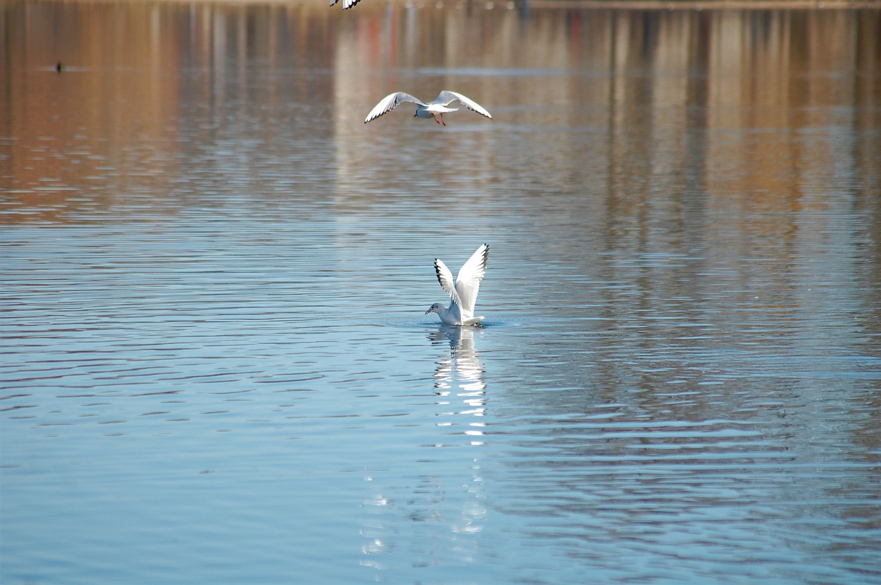 lake  bird  nature free photo