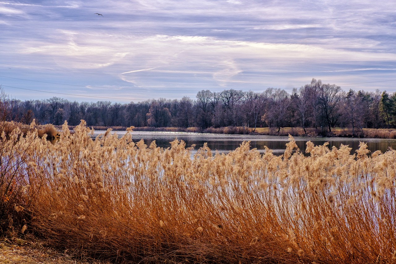 lake  water  reed free photo