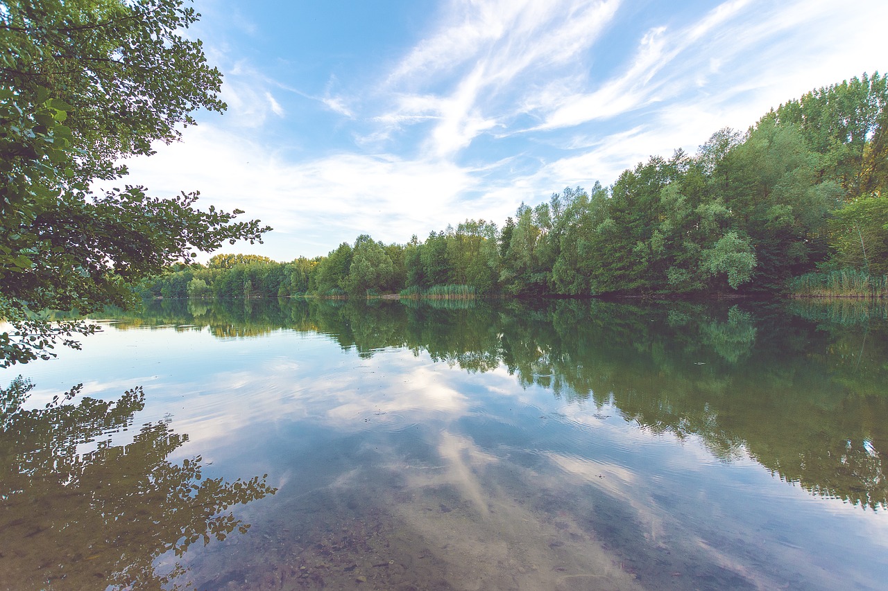 lake  forest  water free photo