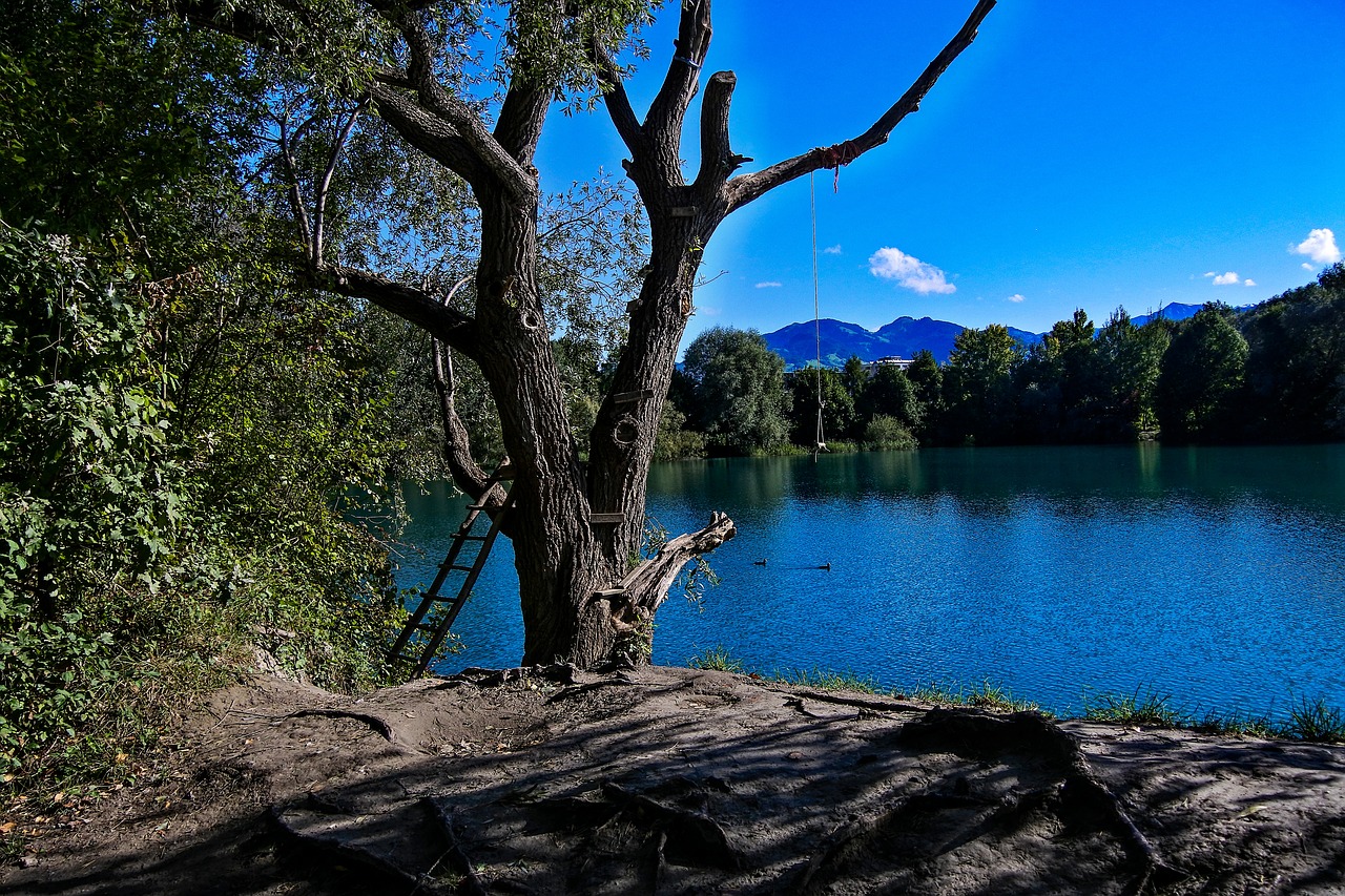 lake  tree  waters free photo