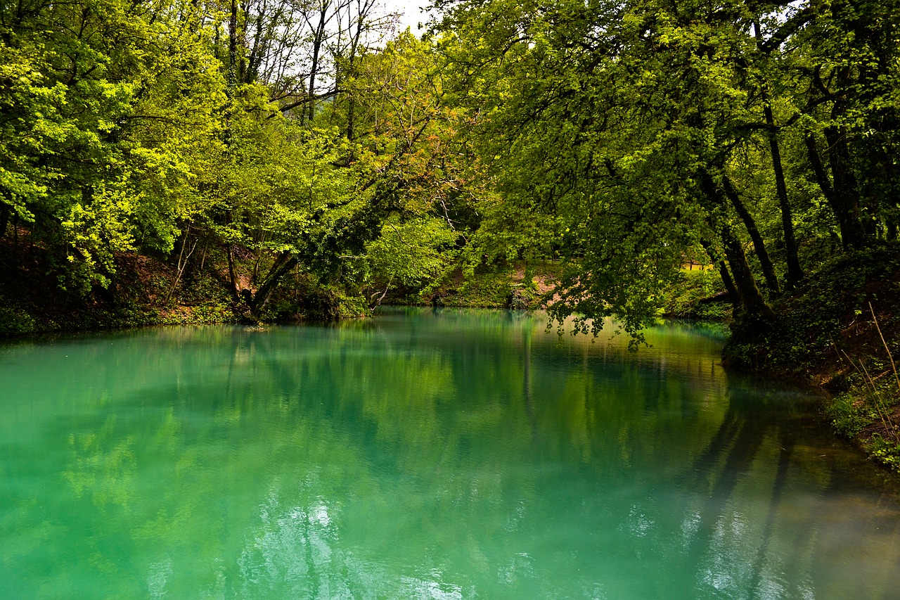 lake  tree  forest free photo