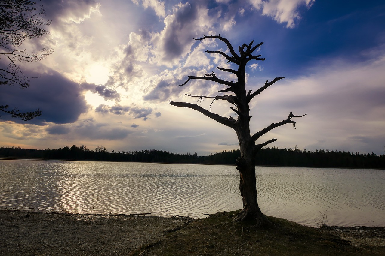 lake  log  water free photo