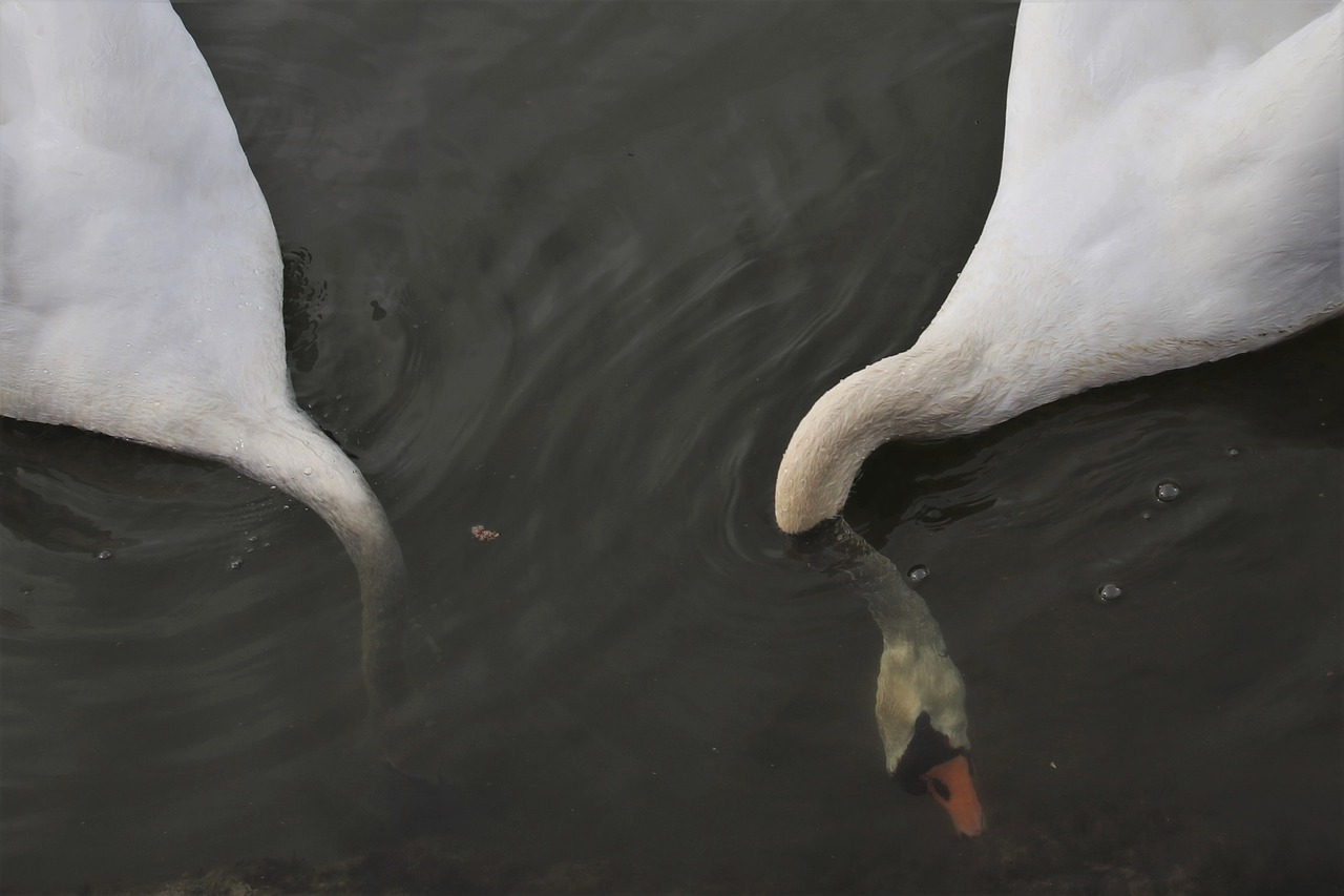 lake  mute swan  swim free photo
