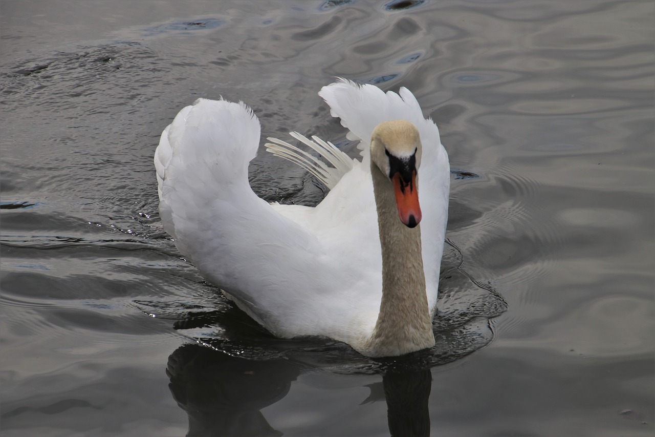 lake  swan  white free photo