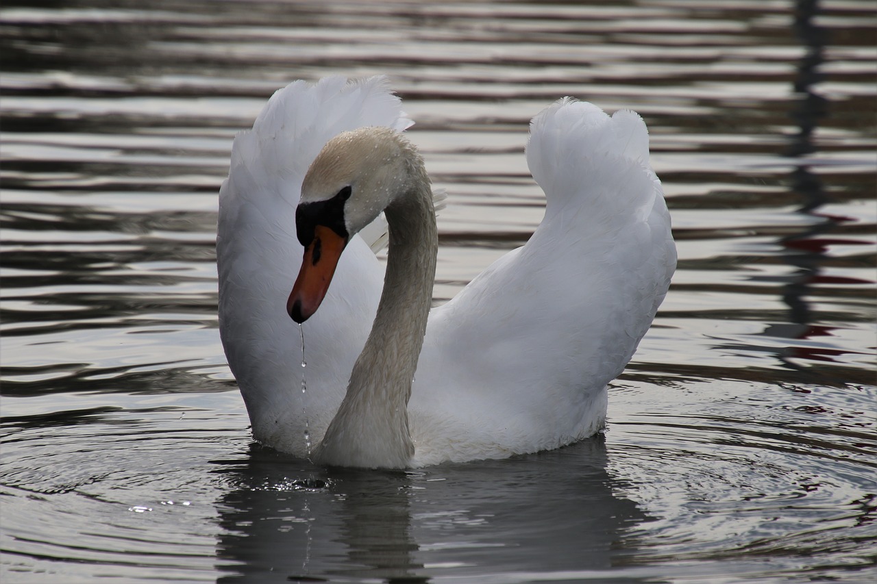 lake  swan  proud free photo
