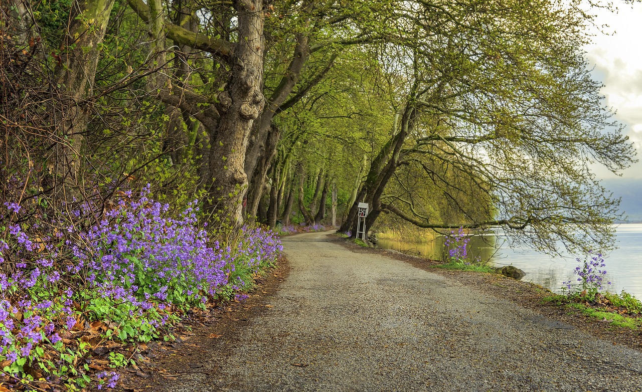 lake  spring  nature free photo