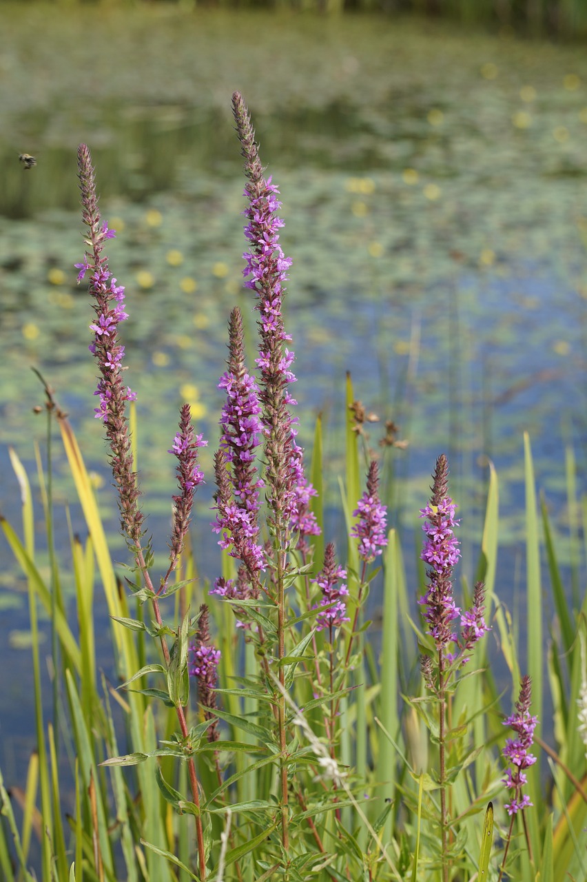 lake pond waters free photo