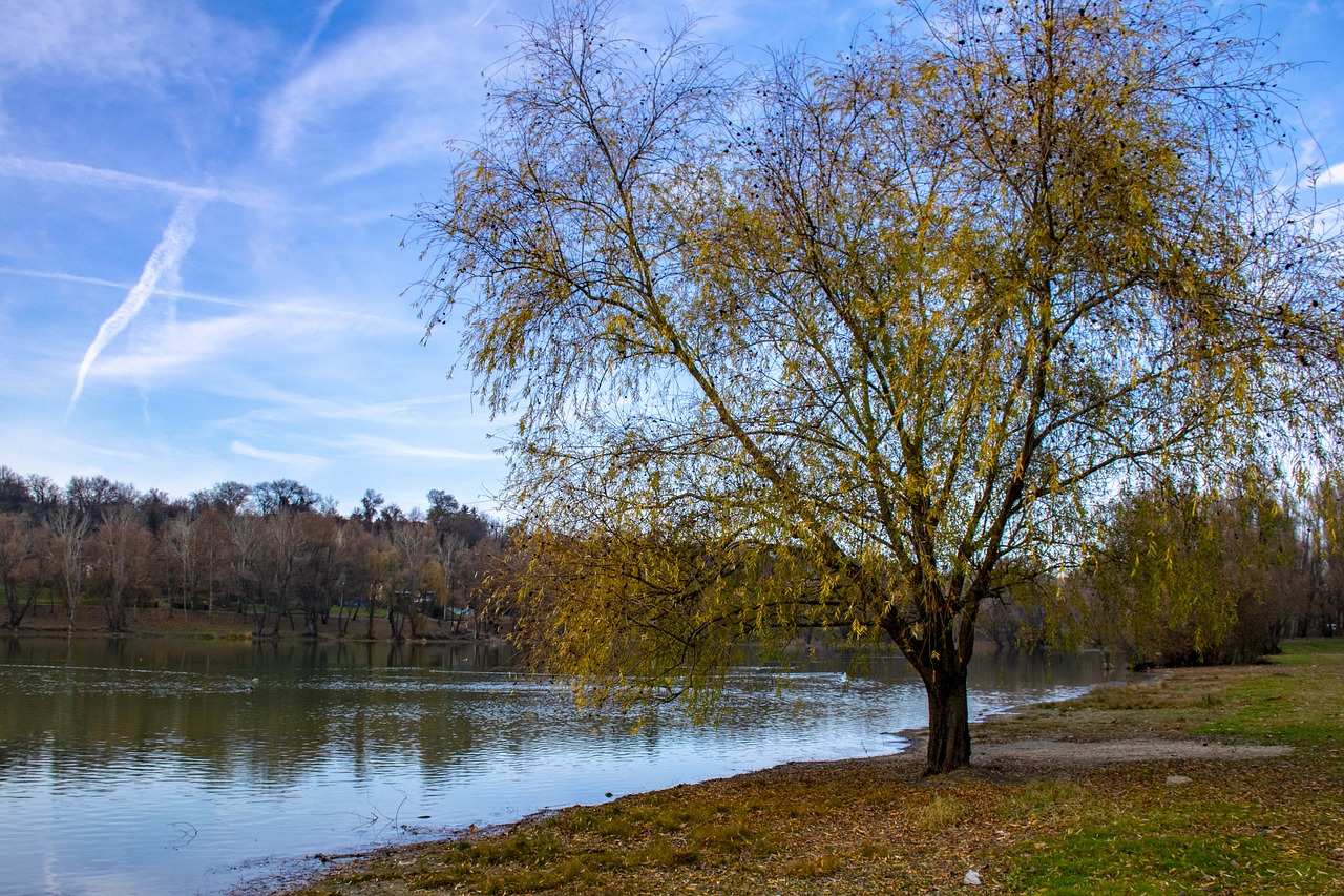 lake  water  nature free photo