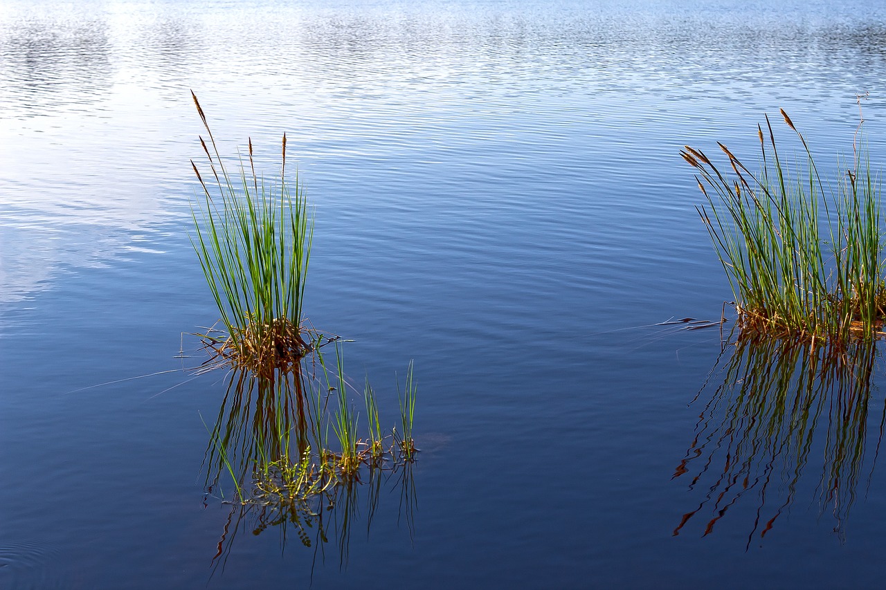 lake  mirroring  sea grass free photo