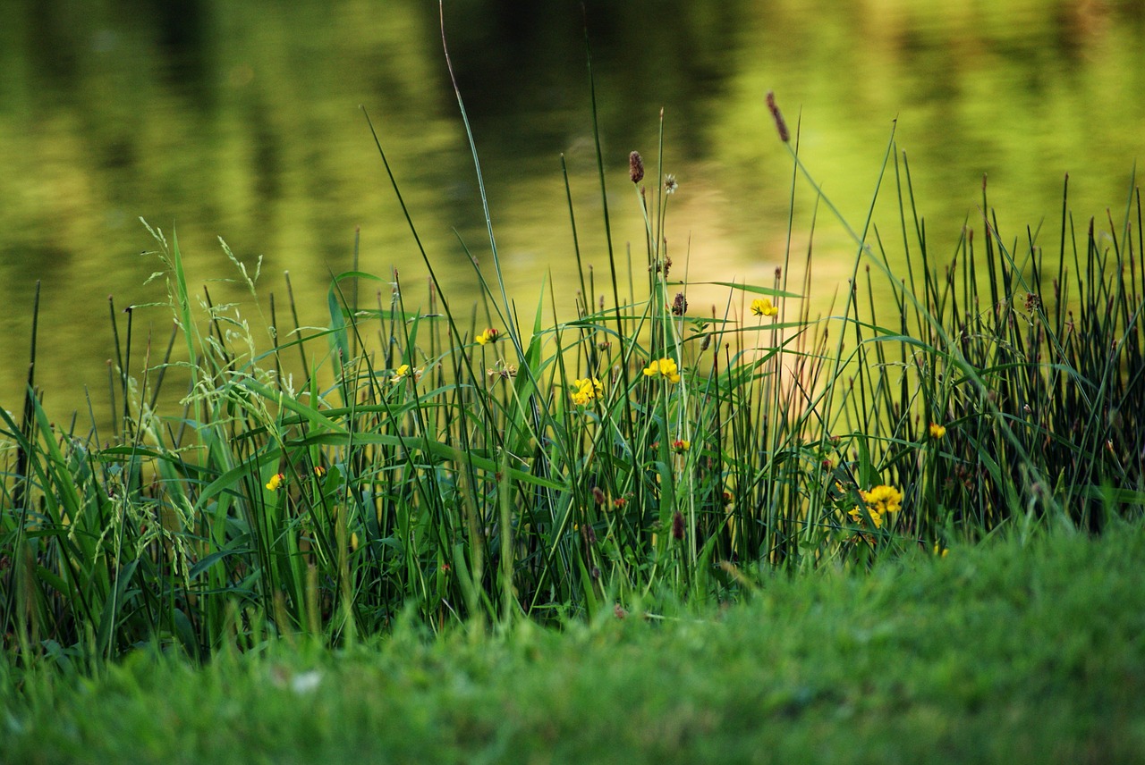 lake herbs flower free photo