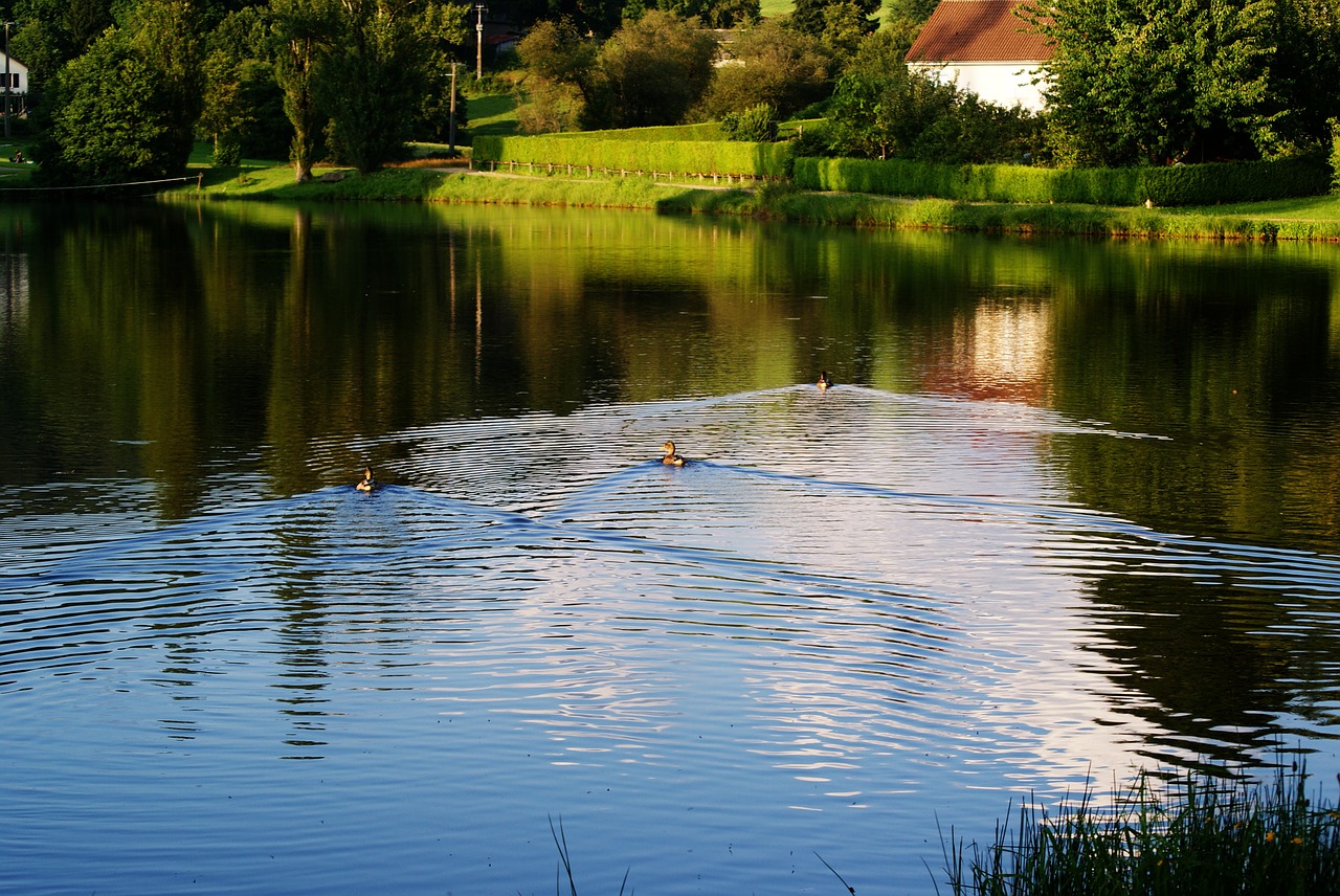 lake duck water free photo