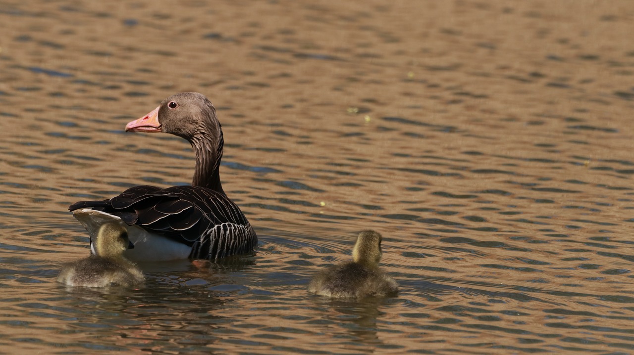 lake  spring  nature free photo