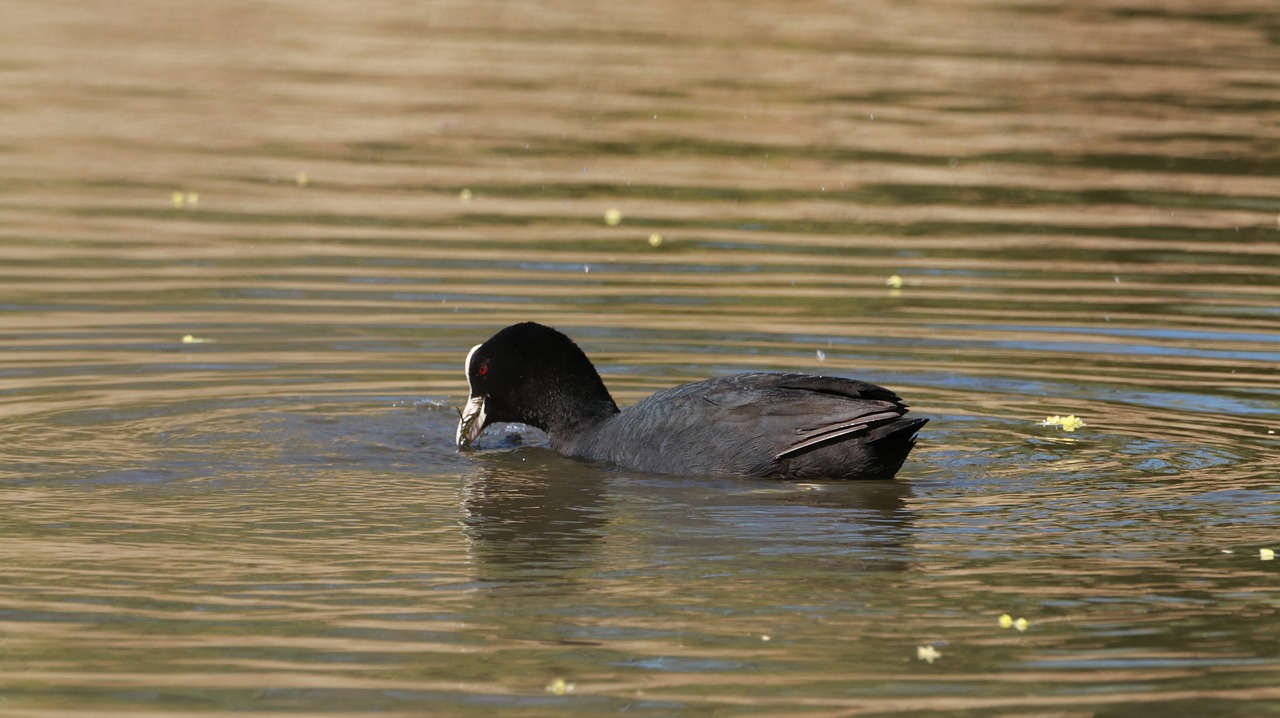 lake  spring  nature free photo