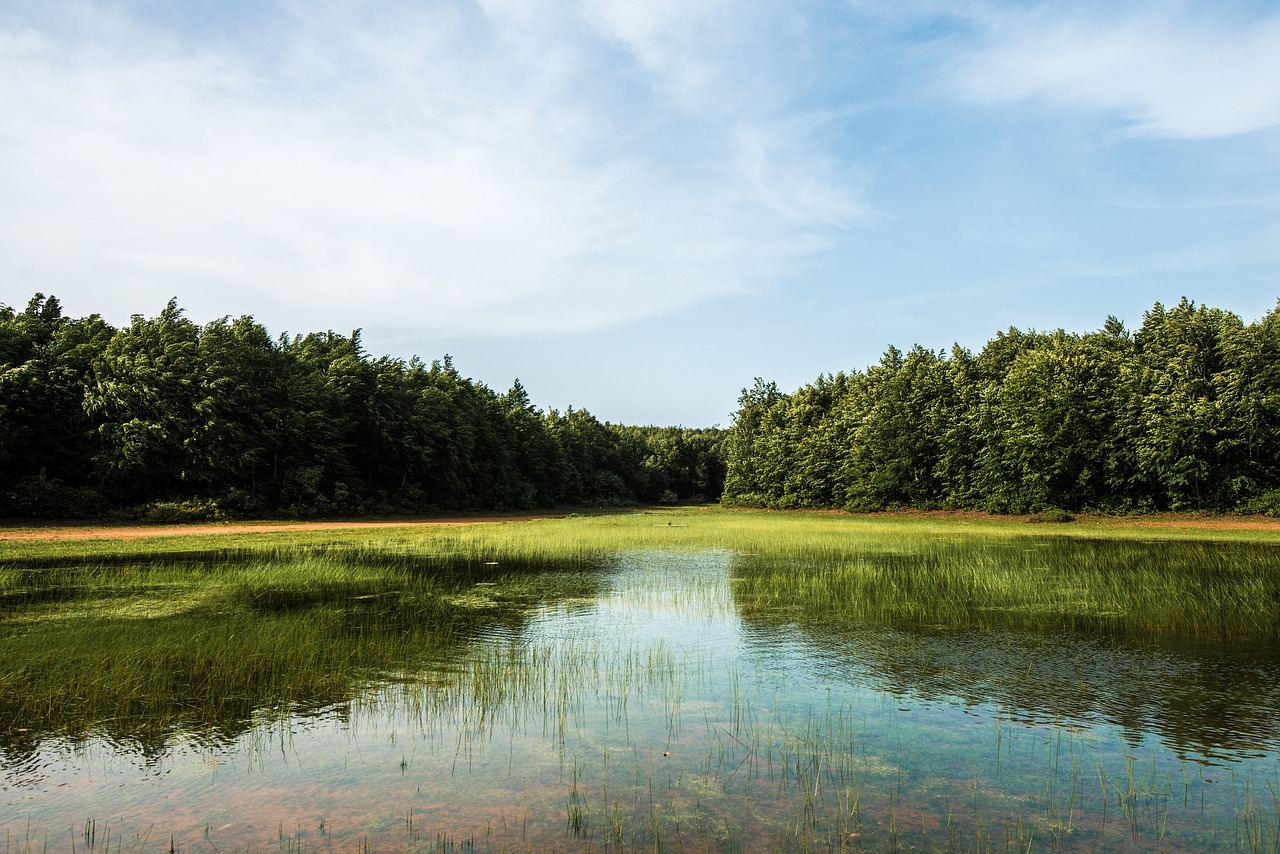 lake  trees  forest free photo