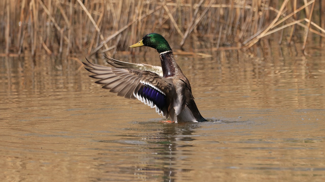 lake  water bird  nature free photo