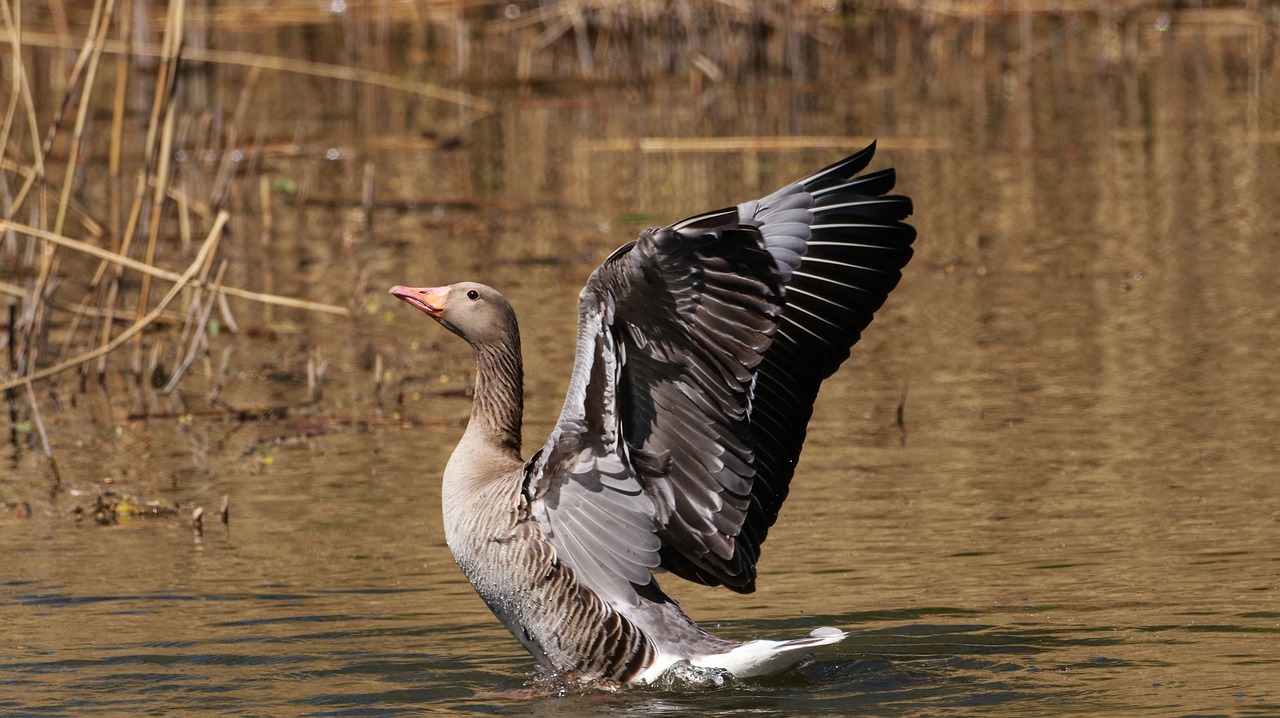 lake  water bird  nature free photo