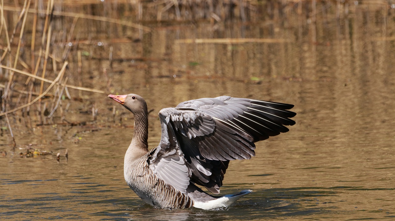 lake  water bird  nature free photo