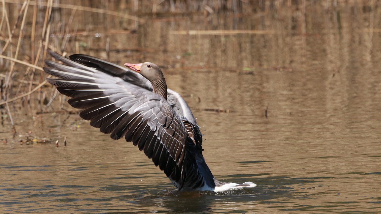 lake  water bird  nature free photo