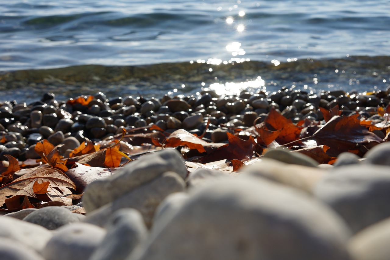 lake  pebble  leaves free photo