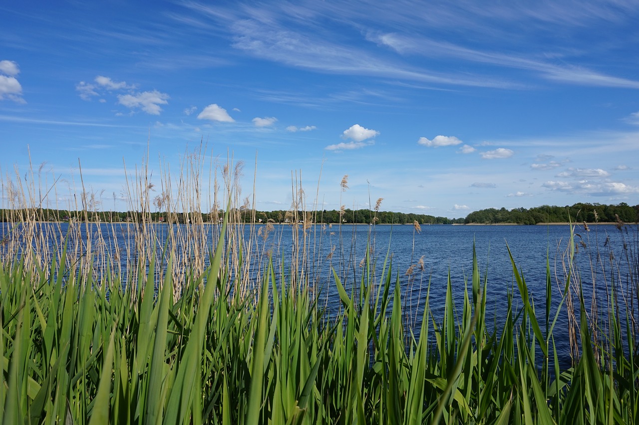 lake  water  reed free photo