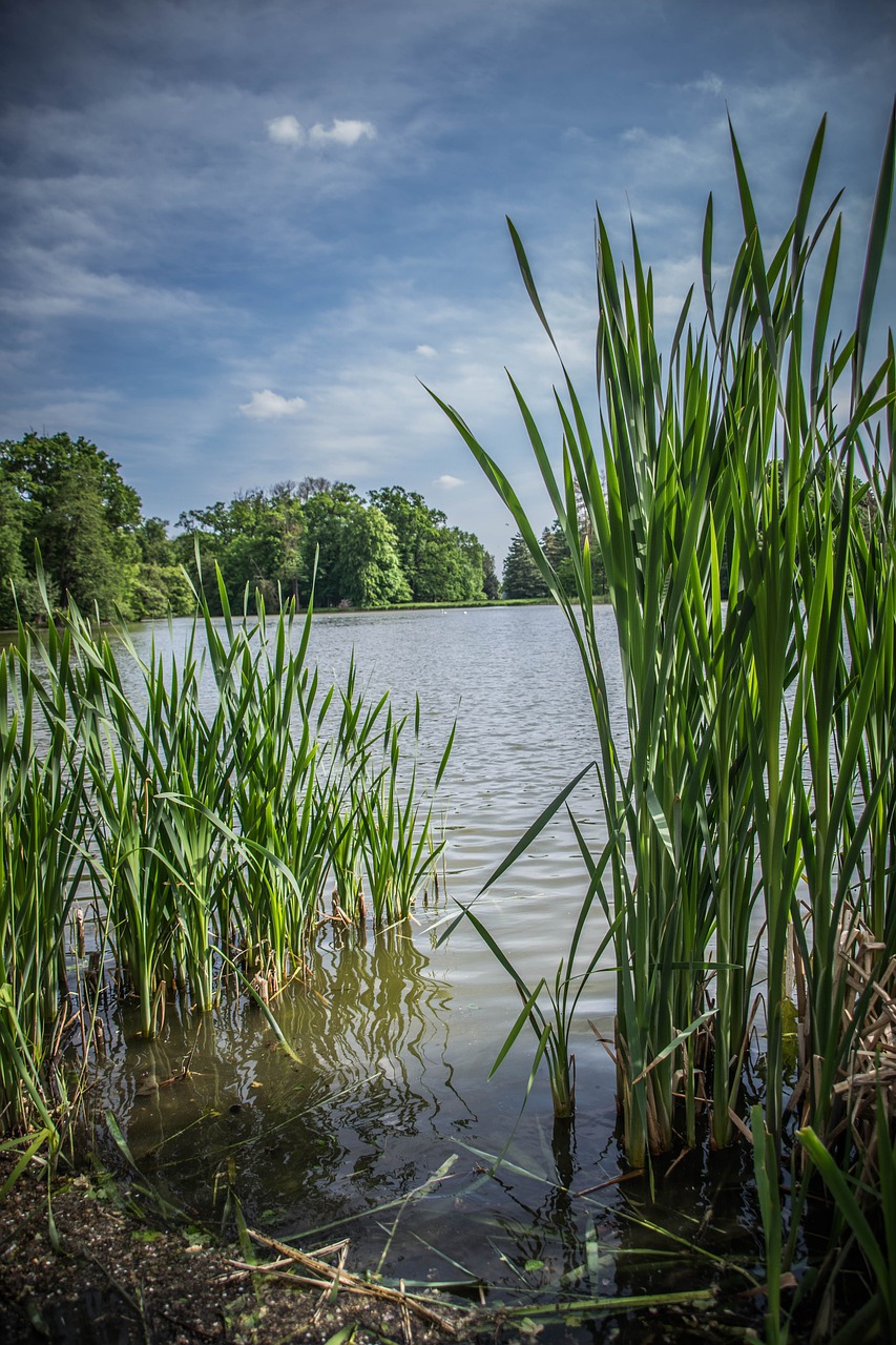 lake  surface  bank free photo