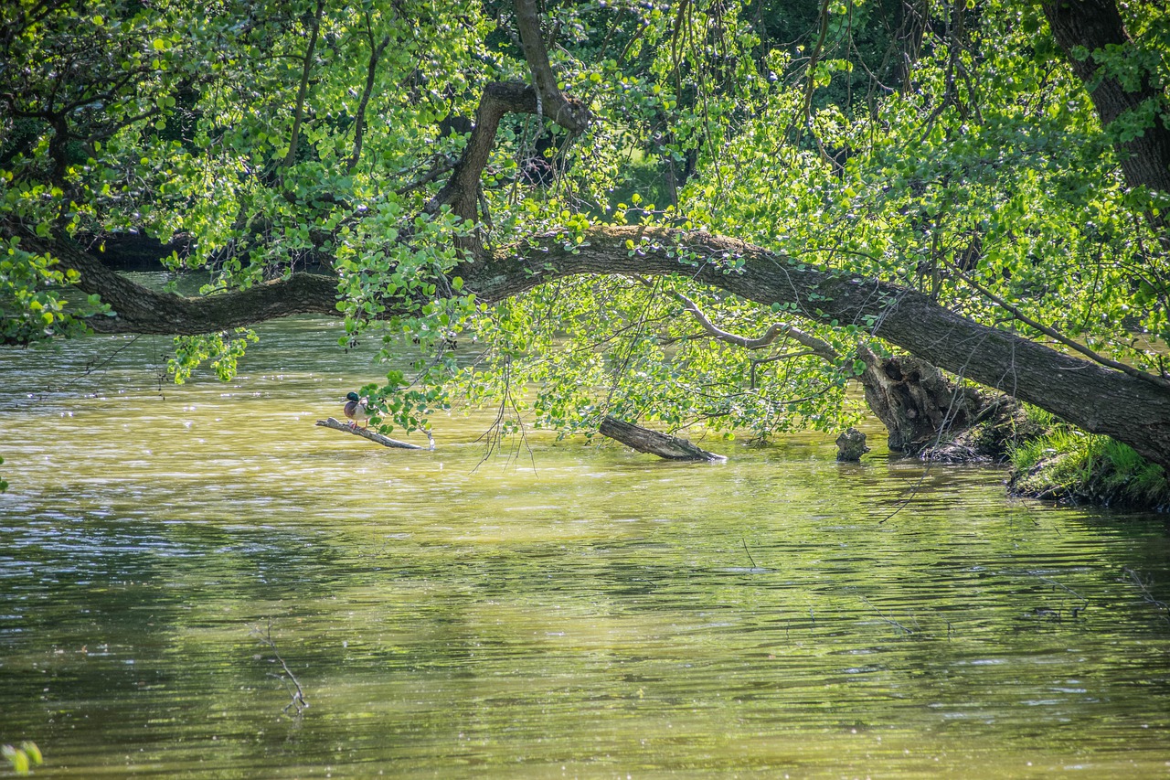 lake  water  nature free photo