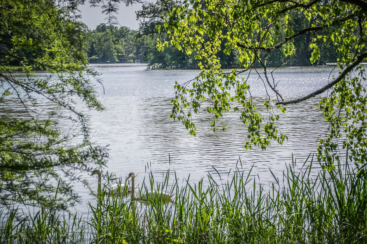 lake  water  nature free photo