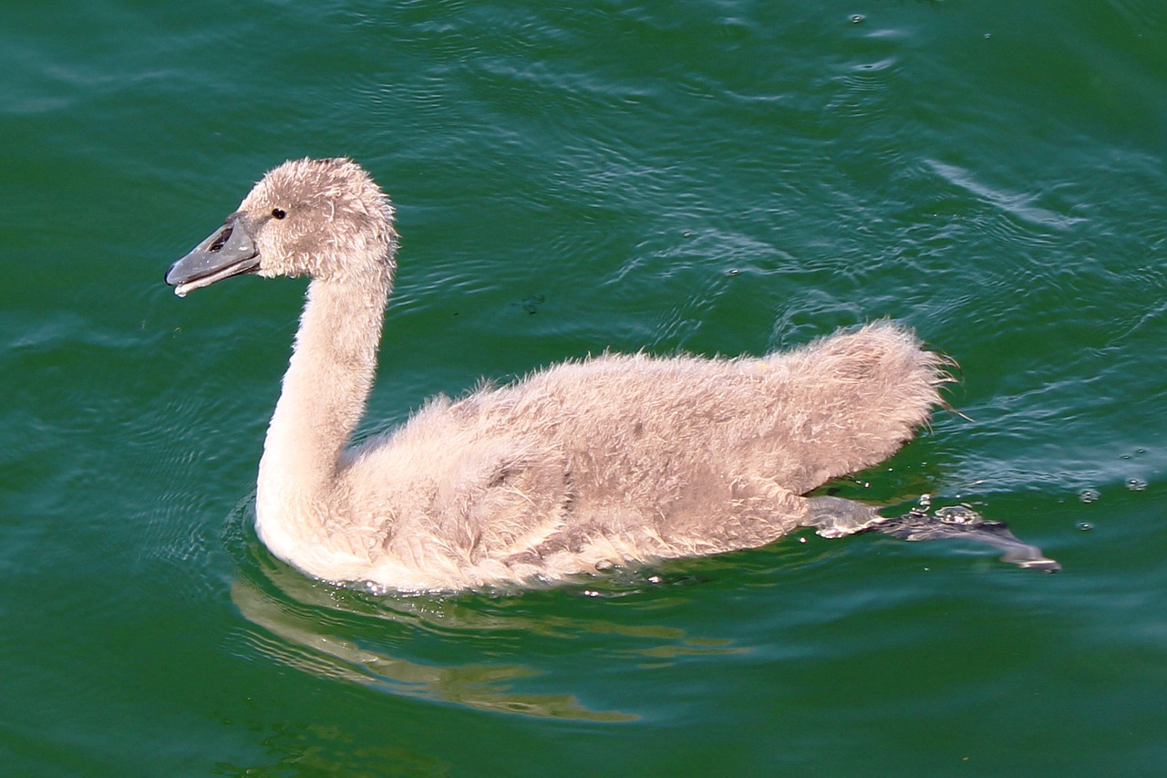 lake swan young swan free photo