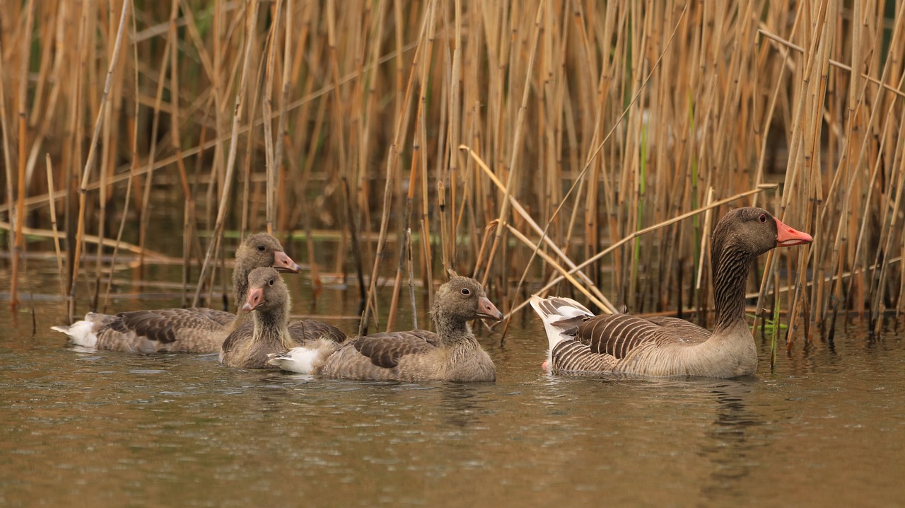 lake  water bird  nature free photo