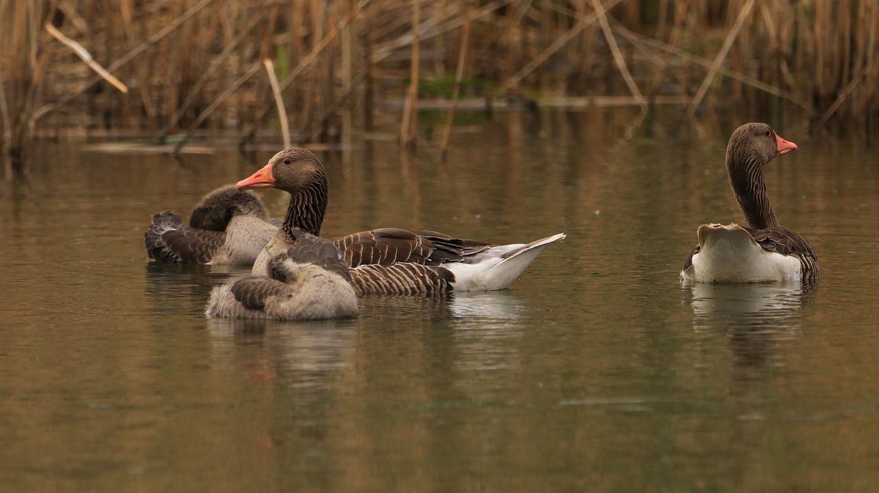 lake  water bird  nature free photo