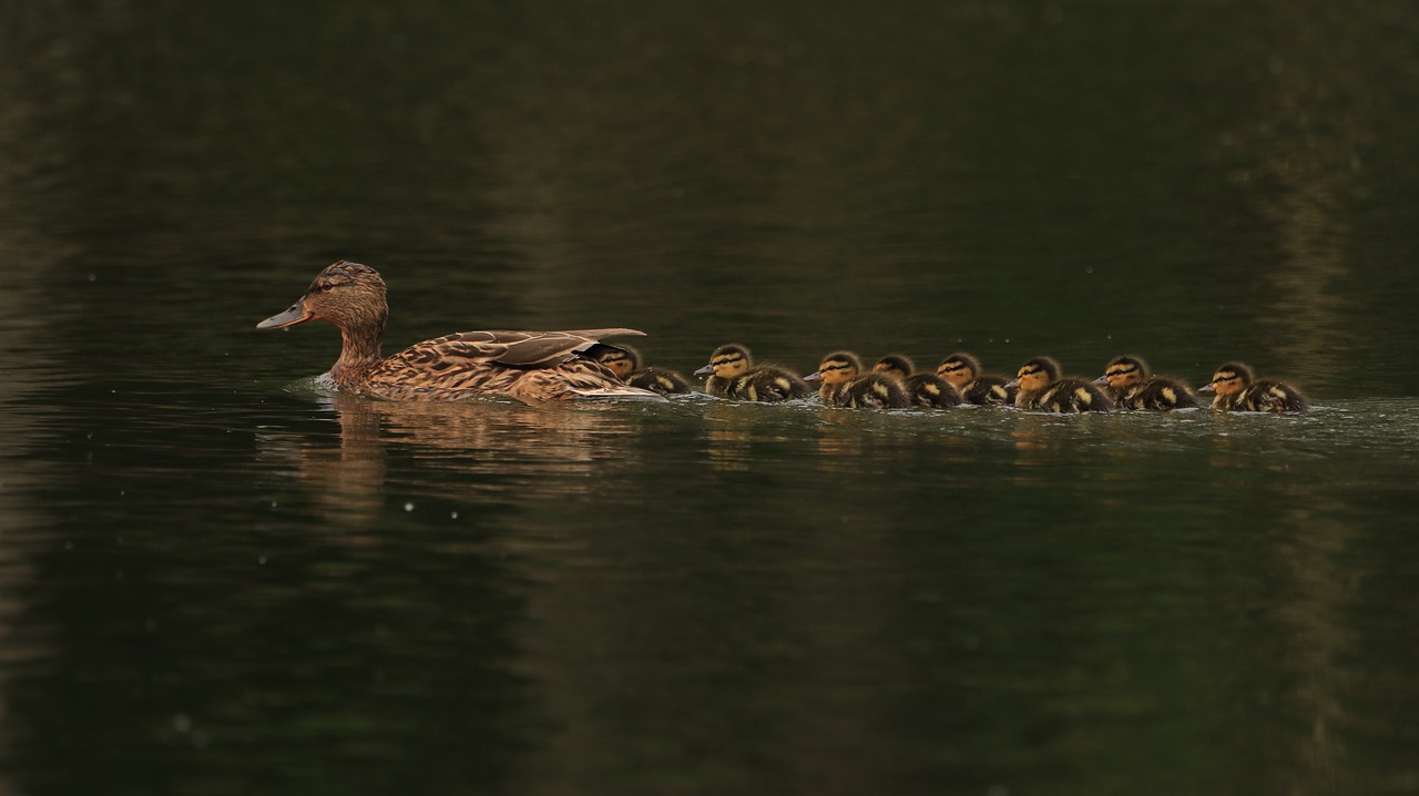 lake  water bird  nature free photo