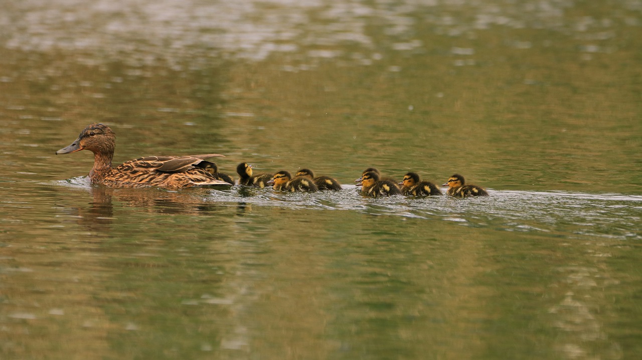 lake  water bird  nature free photo